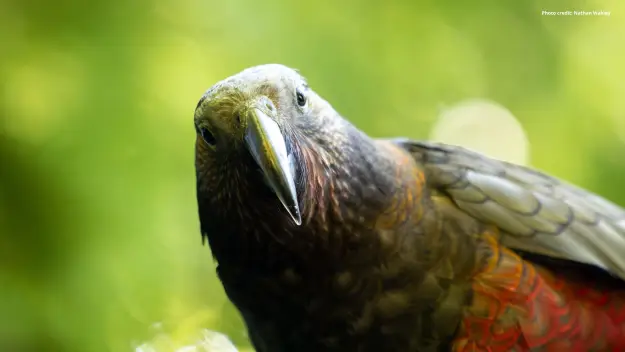 Kākā, a New Zealand parrot